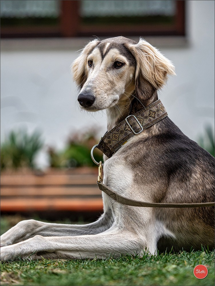 Der Windhund-Rennverein Kurpfalz e.V. (WRV-Kurpfalz) ist ein Windhundverein mit einer wunderschönen Anlage inklusive einer modernen Rasen-Re. Photographe à Strasbourg | Portraits, Studio, Enfants, Événements