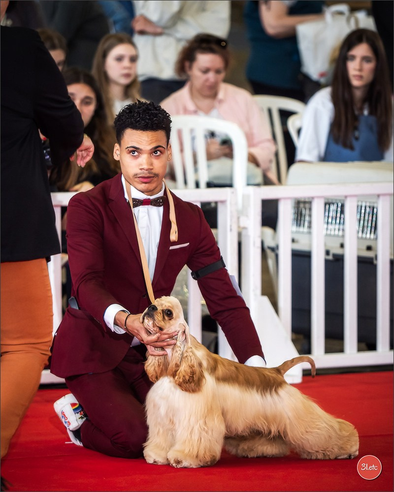 Expositions canines 14 avril 2024 Lyon. Photographe à Strasbourg | Portraits, Studio, Enfants, Événements