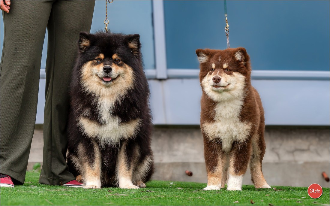 🇫🇷  Perpignan Dog Show  🇫🇷  Expo canine  17-18/01/2026. Photographe à Strasbourg | Portraits, Studio, Enfants, Événements