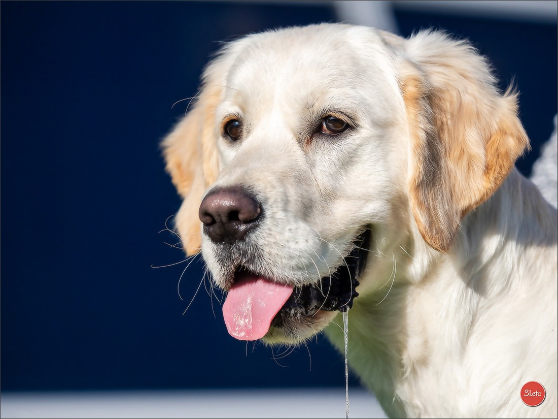 🇫🇷Exposition Canine Internationale de Perpignan. Photographe à Strasbourg | Portraits, Studio, Enfants, Événements