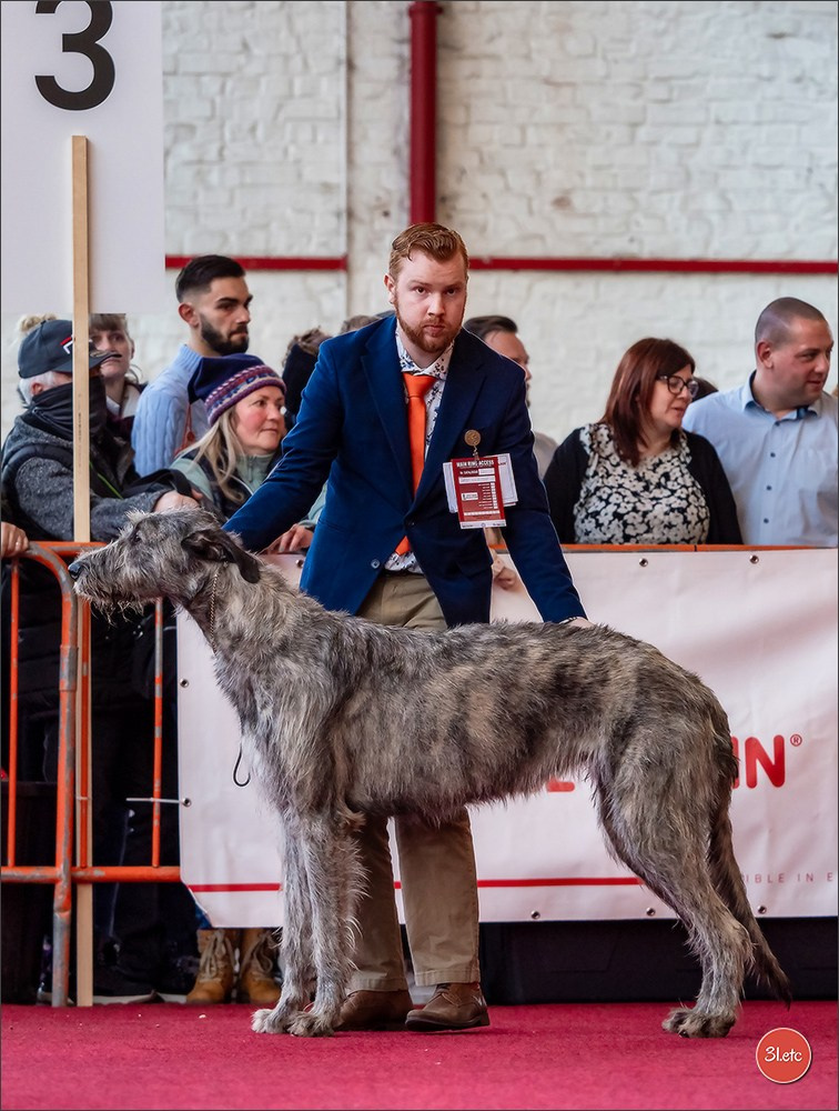 À l'exposition de Mouscron 🇧🇪 #dogshow #dogsphotography #expocanine #photopets #pets #dogs #aminalier #animals #mouscron #mouscron2025. Photographe à Strasbourg | Portraits, Studio, Enfants, Événements