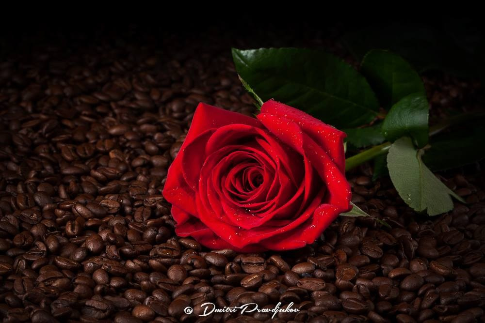 ПРЕДМЕТНАЯ ФОТОГРАФИЯ