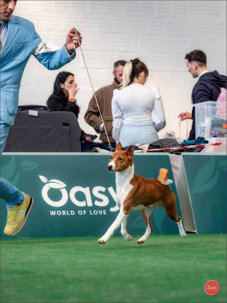 Dog Show  🇮🇹  San Marino. Photographe à Strasbourg | Portraits, Studio, Enfants, Événements