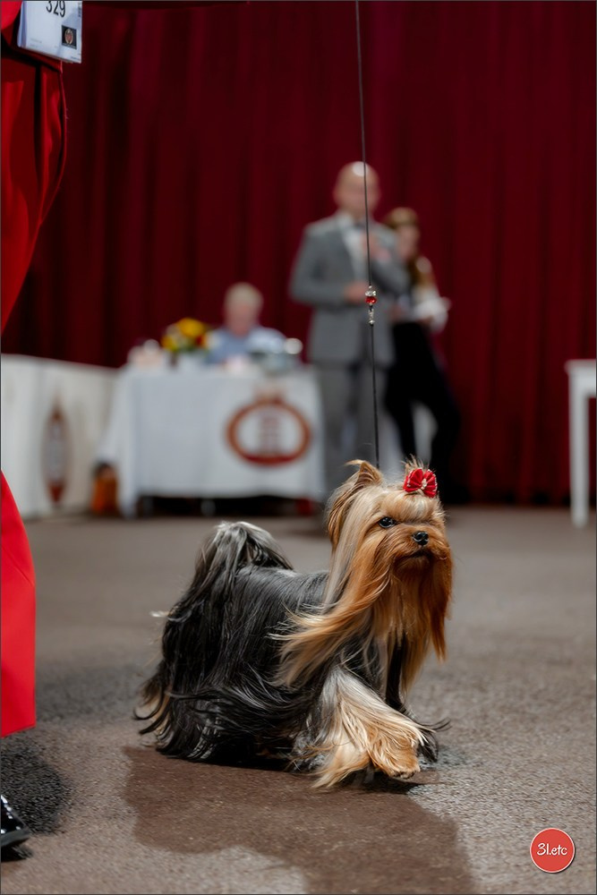Expo canine 🇲🇨 Monaco 9-10/05/2026. Photographe à Strasbourg | Les animaux, Portraits, Studio, Événements