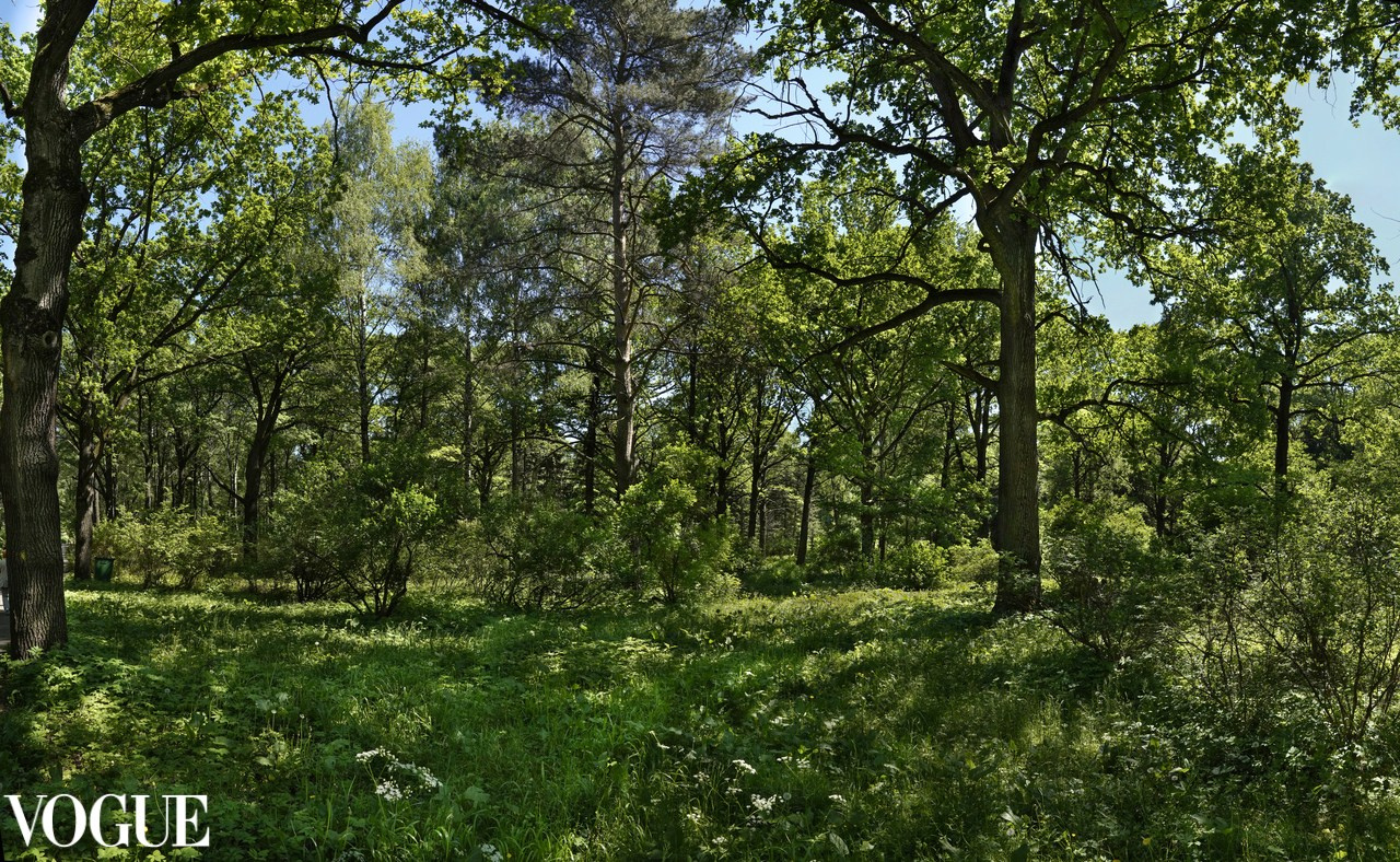 Сказка подмосковного леса. Суть фотографии в стиле изобразительного искусства