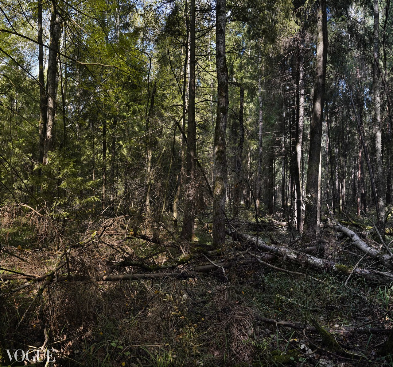Сказка подмосковного леса. Суть фотографии в стиле изобразительного искусства