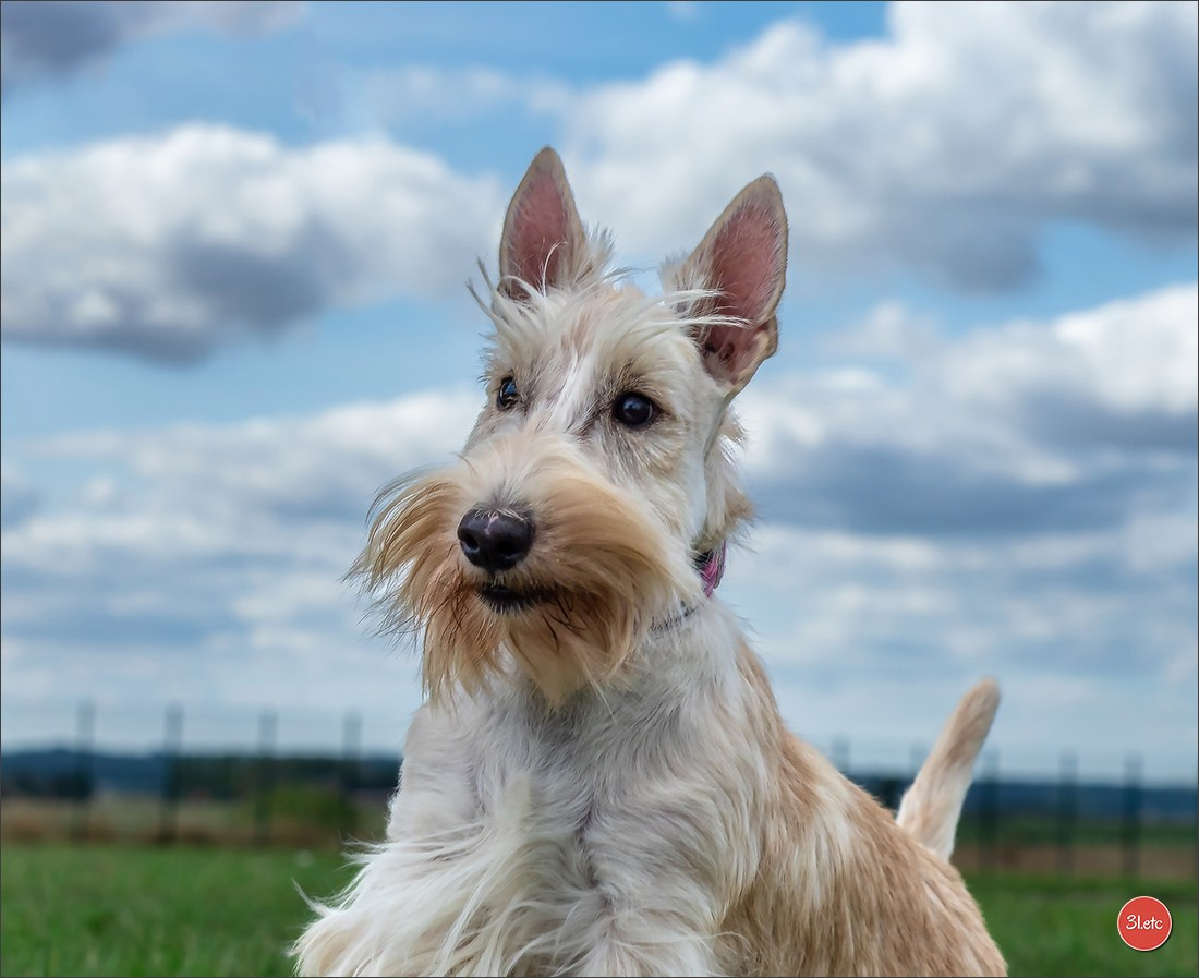 Exposition Canine à  Margny-lès-Compiègne 14-15/09/2024. Photographe à Strasbourg | Portraits, Studio, Enfants, Événements