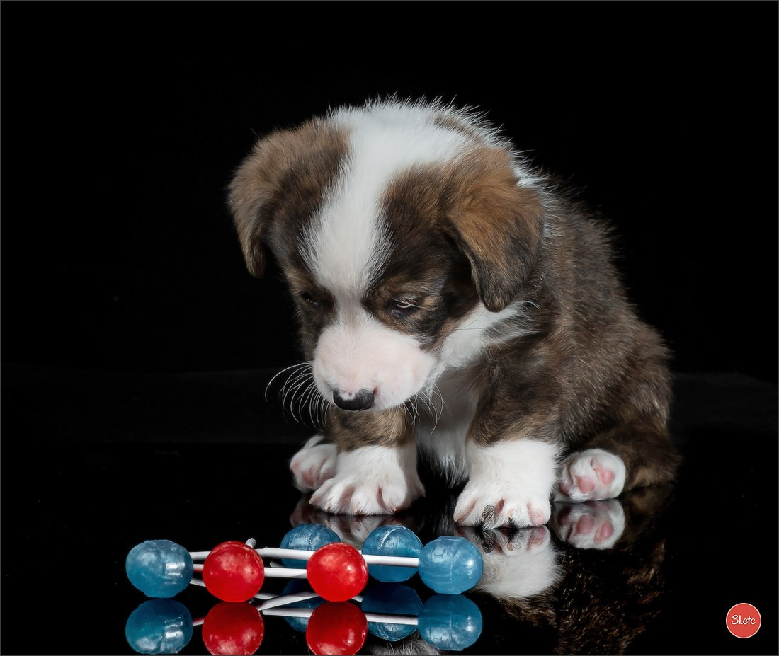 Photographie animalière. Photographe à Strasbourg | Portraits, Studio, Enfants, Événements