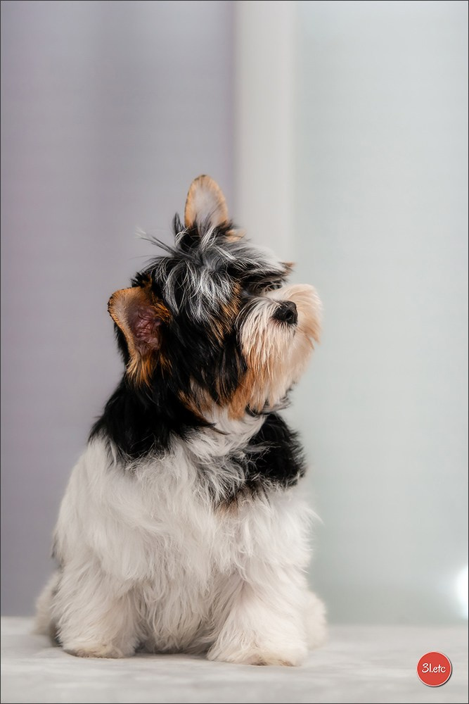 Yorkshire terrier biewer. Photographe à Strasbourg | Portraits, Studio, Enfants, Événements