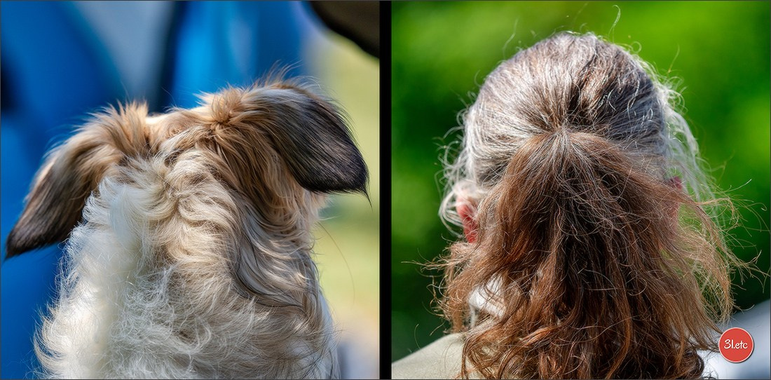 Dog Show Hallbergmoos  🇩🇪  11-13/07/2025. Photographe à Strasbourg | Portraits, Studio, Enfants, Événements
