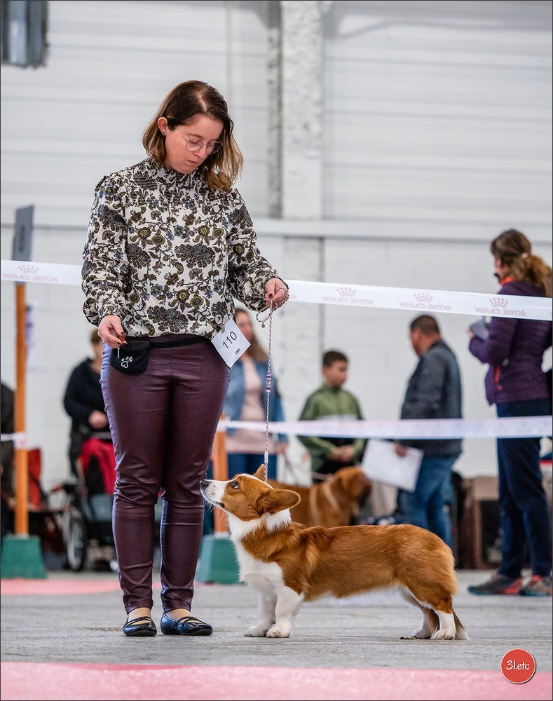 EXPOSITION CANINE NATIONALE ET INTERNATIONALE DE METZ (ACT LORRAINE) METZ (57) - 09 & 10/11/2024. Photographe à Strasbourg | Portraits, Studio, Enfants, Événements