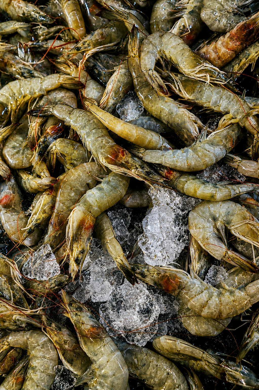 Comida Japonesa. Fotografia e Filmes Publicitários de Alimentos
