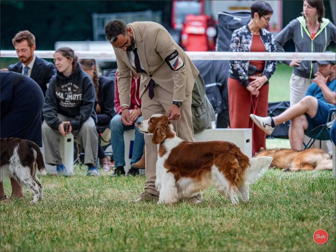 Championnat de France du chien de race  🇫🇷  DIJON (château de Brognon) 7-8/06/2025. Photographe à Strasbourg | Portraits, Studio, Enfants, Événements