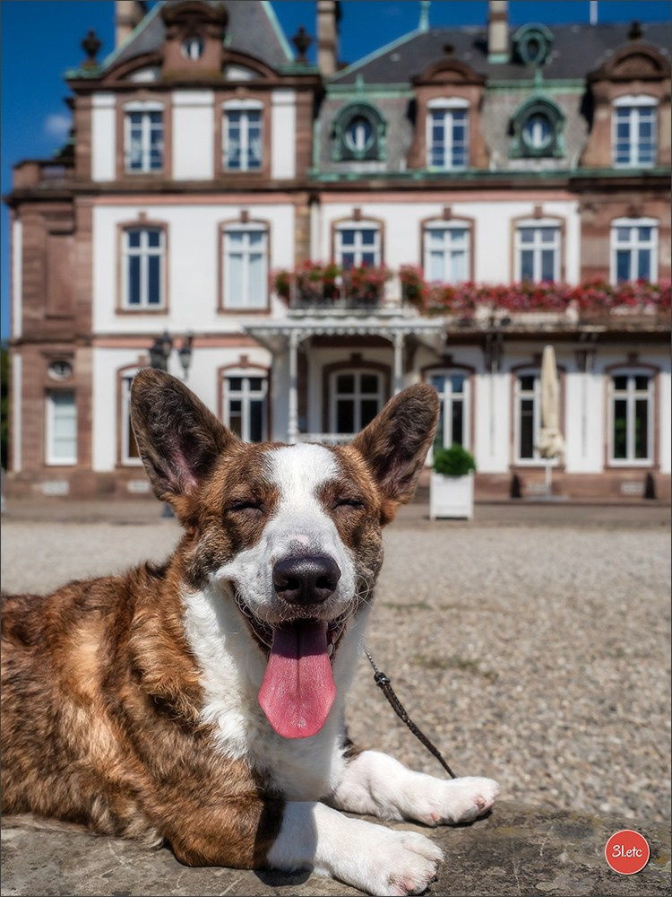 Expo canine Strasbourg  🇫🇷  23-24/08/2025. Photographe à Strasbourg | Portraits, Studio, Enfants, Événements