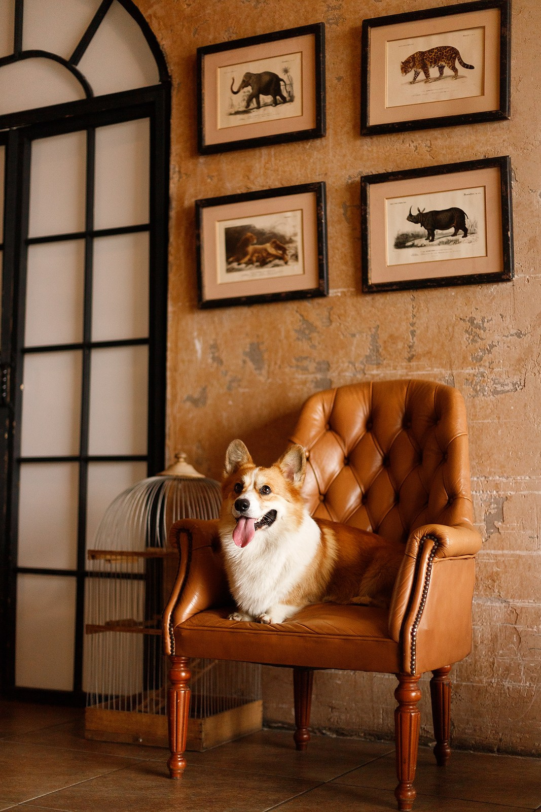 Corgis in studio, Moscow. Kaja | fotograf psów we Wrocławiu