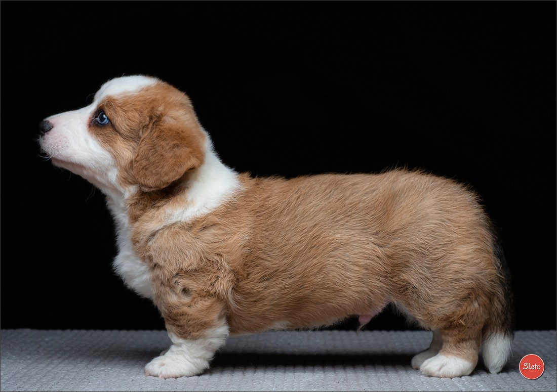 Photographie animalière. Photographe à Strasbourg | Portraits, Studio, Enfants, Événements