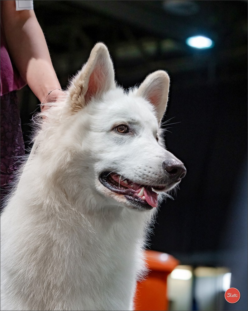 Dog Show Offenbourg  🇩🇪  14-15/03/2026. Photographe à Strasbourg | Portraits, Studio, Enfants, Événements