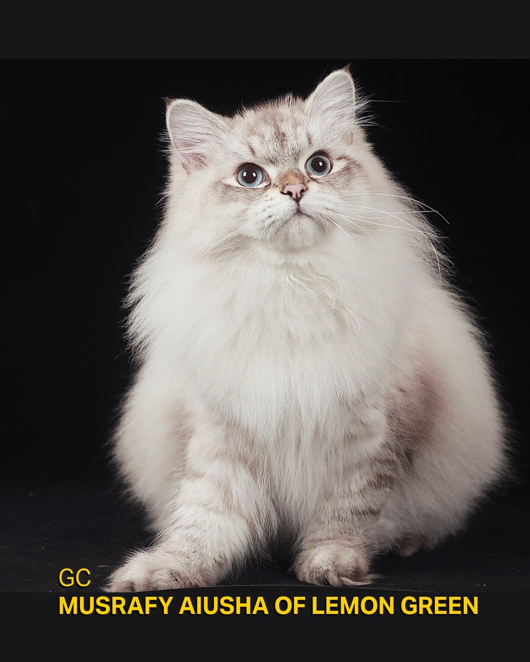 GC Musrafy Aiusha of Lemon Green  Aiusha, our charming queen, also completed her Grand Championship this season. She is one of the youngest Siberian females to achieve this title, at only 11 months old.