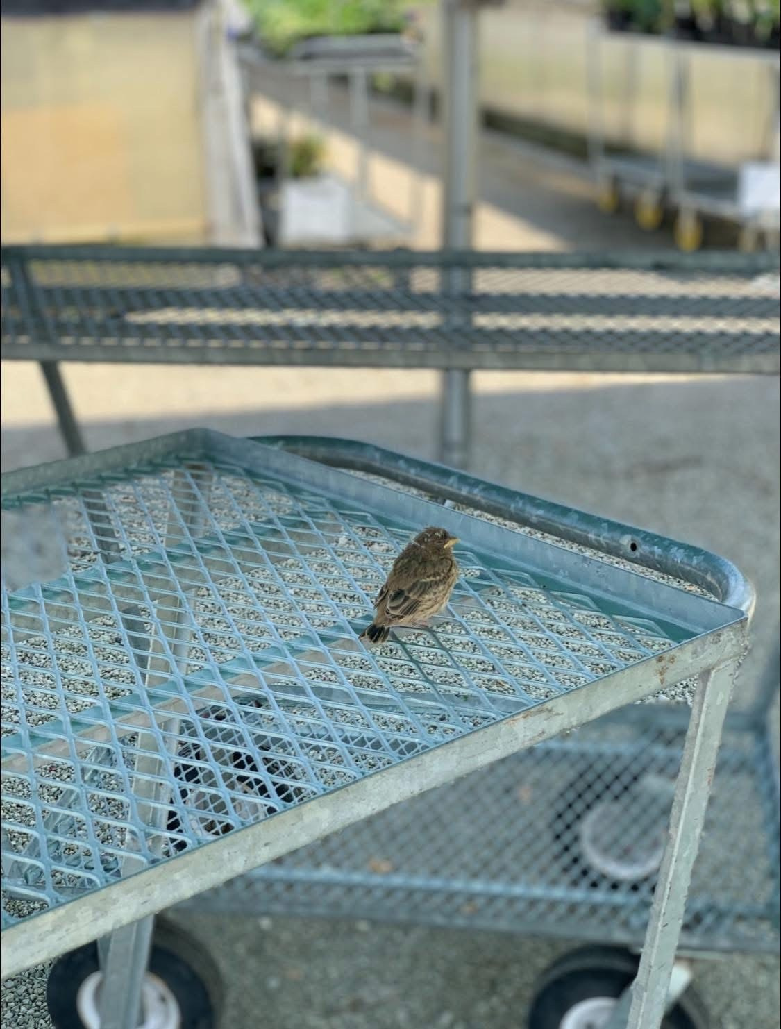 Mario Brown’s Lens Work