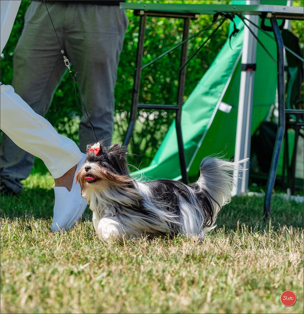 🇨🇭 Geneva Dog Show 15-17/11/2024. Photographe à Strasbourg | Portraits, Studio, Enfants, Événements
