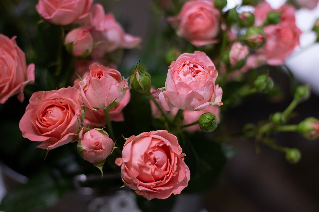 COVENT GARDEN Flowers & Coffee Content-Fotografie. Svetlana Vidru Fotograf aus Speyer und Germersheim