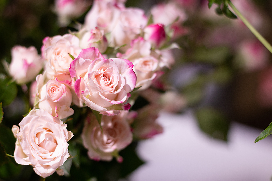 COVENT GARDEN Flowers & Coffee Content-Fotografie. Svetlana Vidru Fotograf aus Speyer und Germersheim