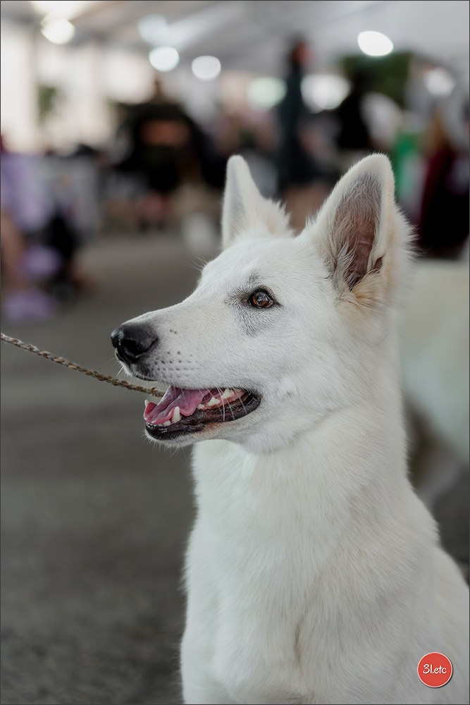 Expo canine 🇲🇨 Monaco 9-10/05/2026. Photographe à Strasbourg | Les animaux, Portraits, Studio, Événements