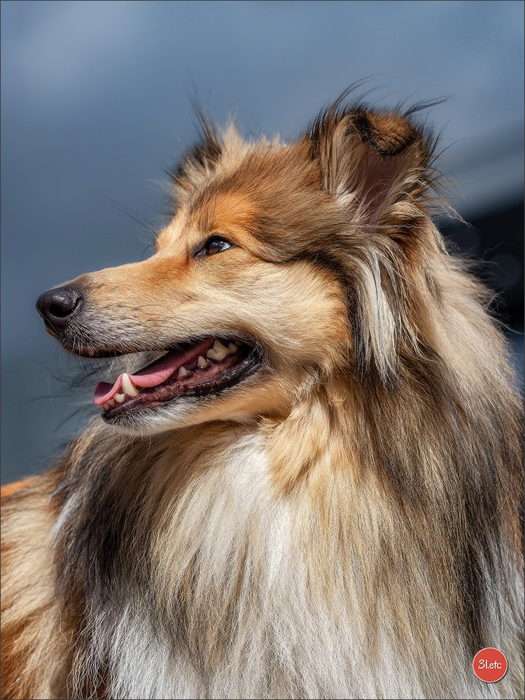 🇱🇺 LUXEMBOURG 🇱🇺 International Dog Show 🇱🇺 30/08 - 31/08/2025. Photographe à Strasbourg | Portraits, Studio, Enfants, Événements