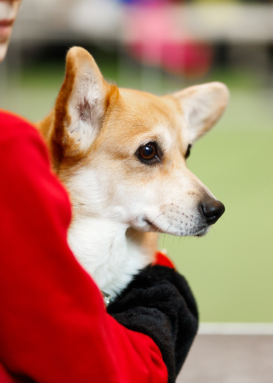 Grodno dog show. Kaja | fotograf we Wrocławiu | ludzie i psy