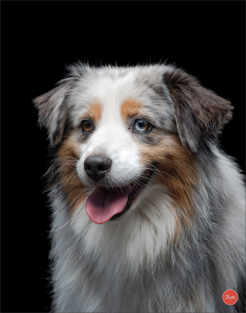 Domaine de la patte blanche. Photographe à Strasbourg | Portraits, Studio, Enfants, Événements