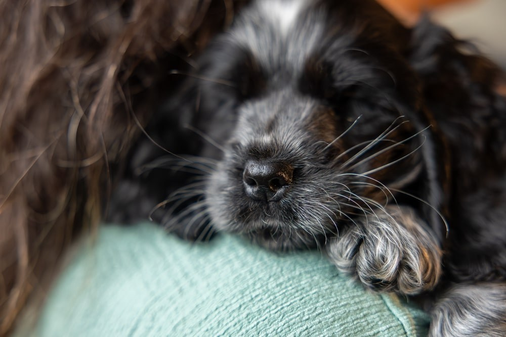 Pet Photography. Romantic & Soulful Photography by Natalia Olhova in Rotterdam