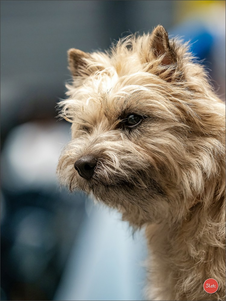 Dog Show Offenbourg  🇩🇪  14-15/03/2026. Photographe à Strasbourg | Portraits, Studio, Enfants, Événements