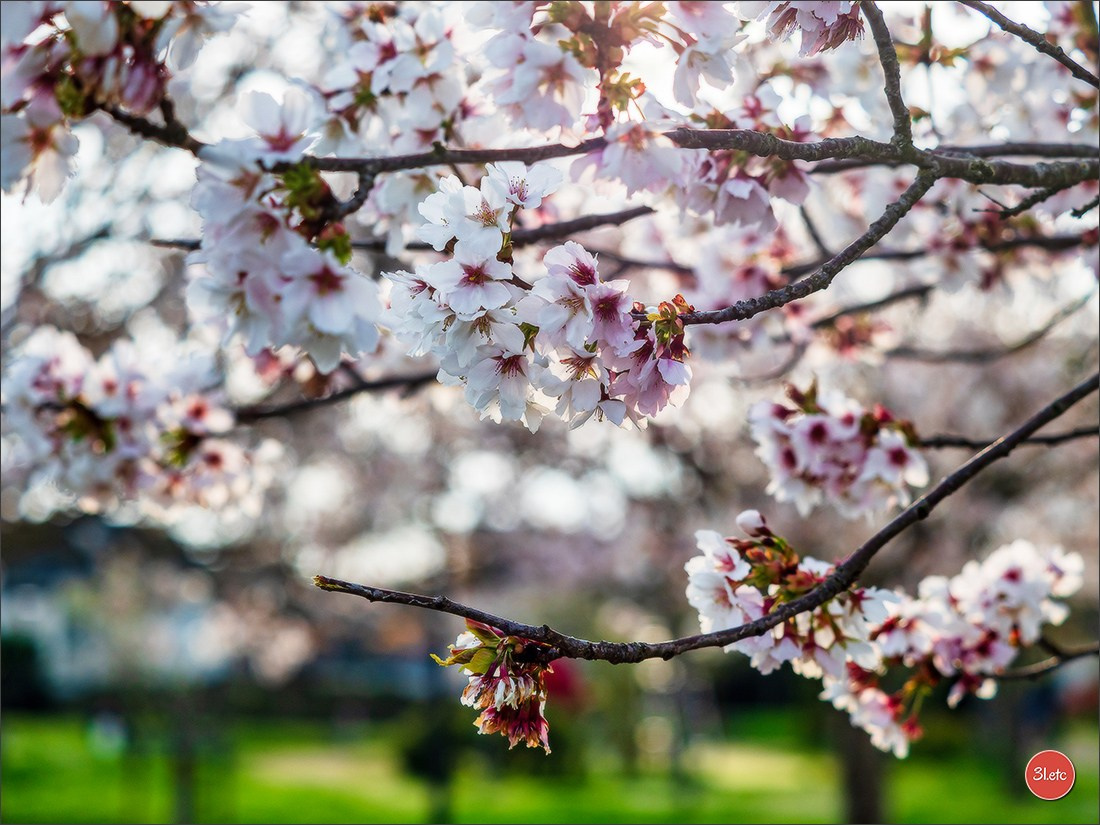 Angers  🇫🇷. Photographe à Strasbourg | Portraits, Studio, Enfants, Événements