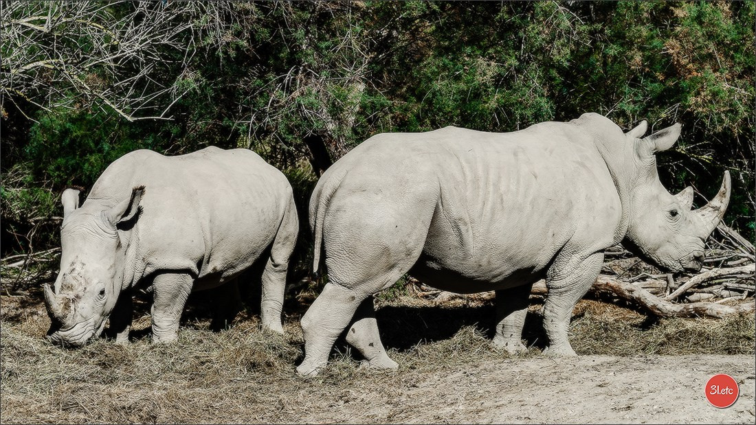 Photographie animalière. Photographe à Strasbourg | Portraits, Studio, Enfants, Événements