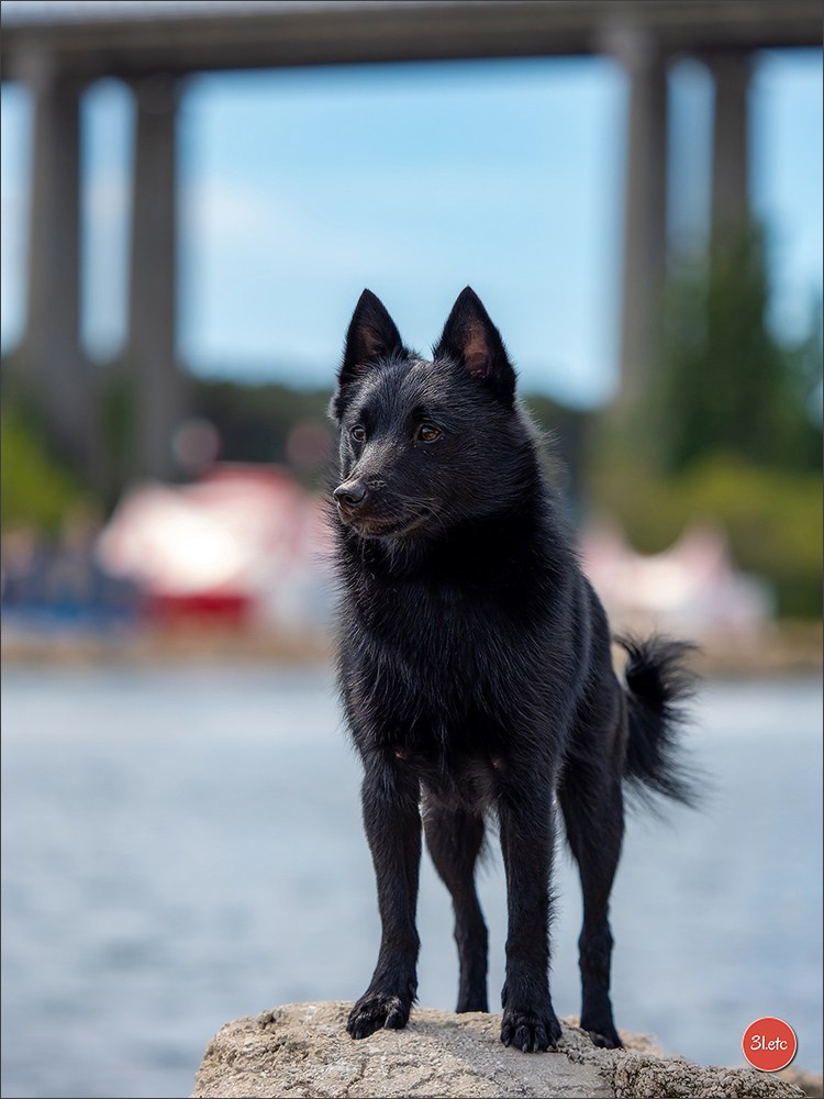 Expo canine 🇫🇷 Martigues  19-20/04/2025. Photographe à Strasbourg | Portraits, Studio, Enfants, Événements