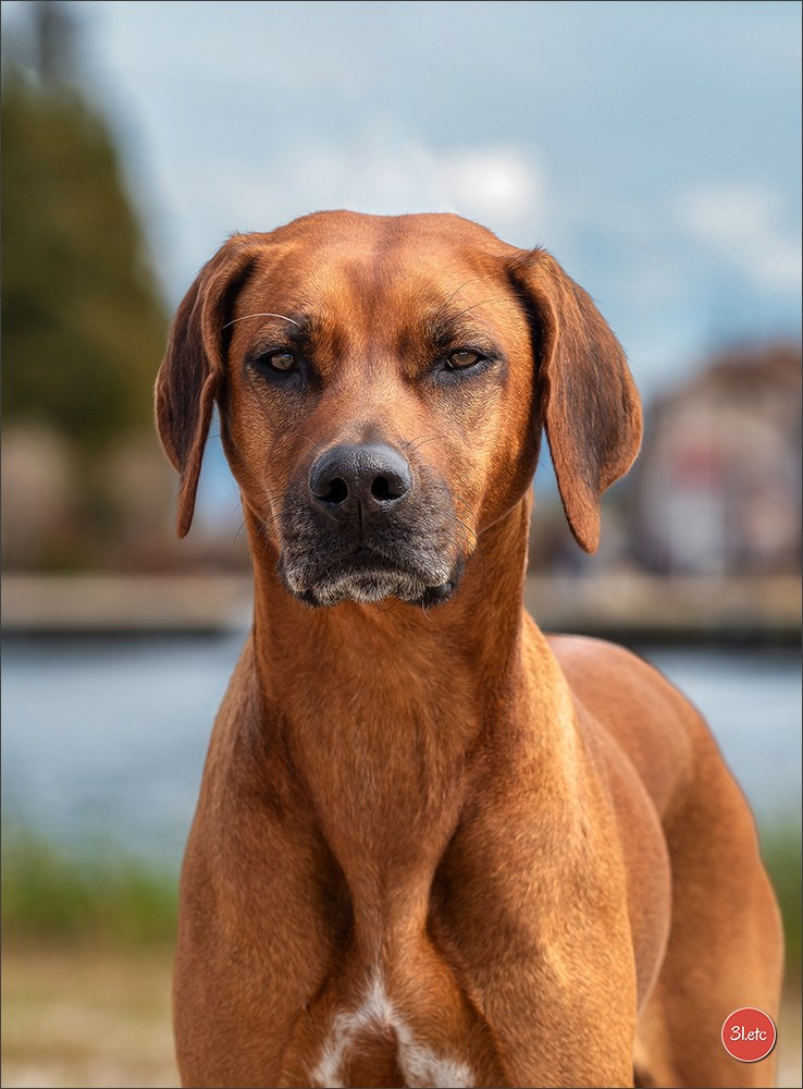Expo canine 🇫🇷 Martigues  19-20/04/2025. Photographe à Strasbourg | Portraits, Studio, Enfants, Événements