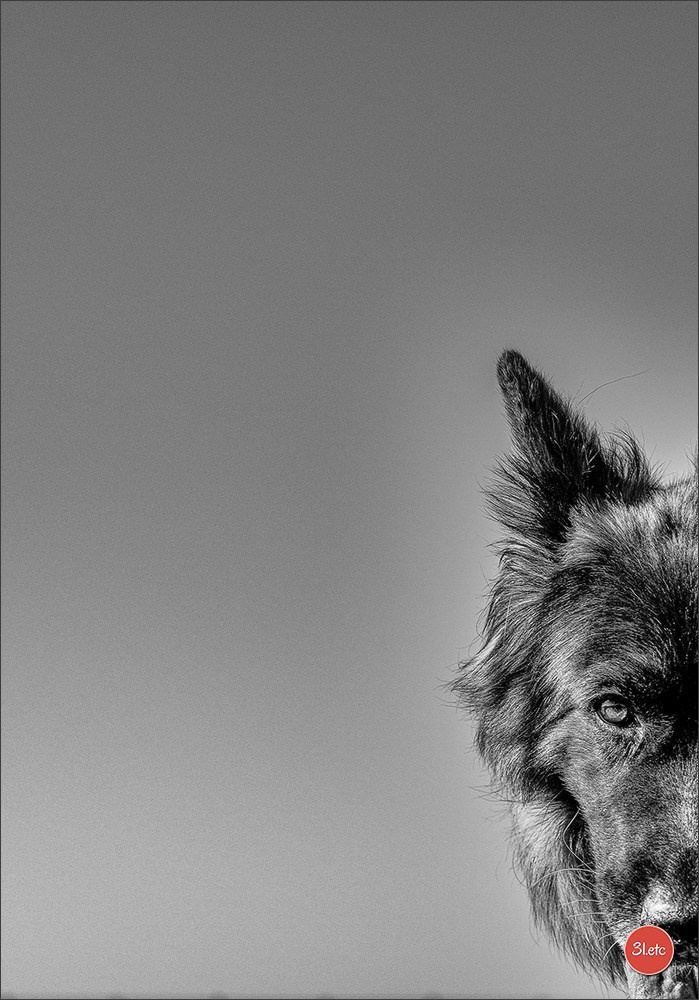 Expo canine 🇫🇷 MARGNY LES COMPIEGNE 06-07/09/2025. Photographe à Strasbourg | Portraits, Studio, Enfants, Événements