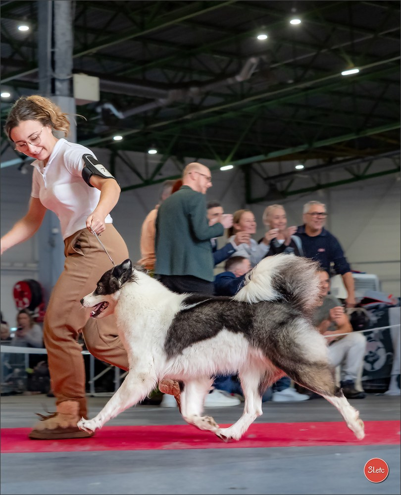 Expo canine  🇫🇷  Metz 08-09/11/2025. Photographe à Strasbourg | Portraits, Studio, Enfants, Événements