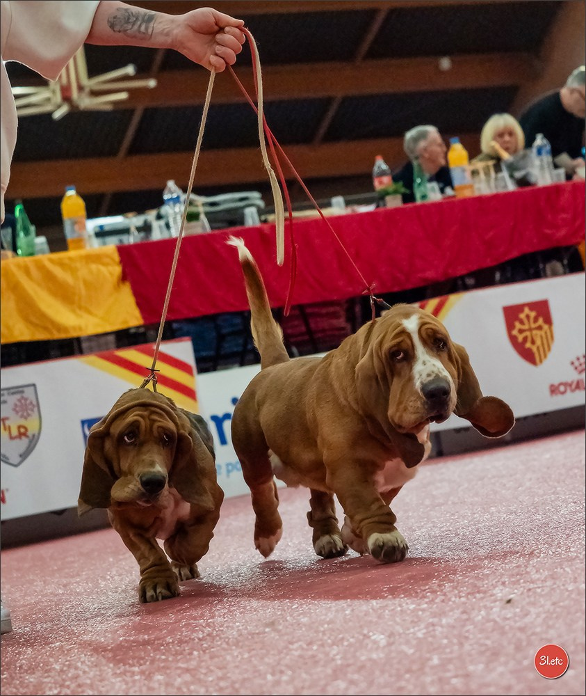 🇫🇷Exposition Canine Internationale de Perpignan. Photographe à Strasbourg | Portraits, Studio, Enfants, Événements