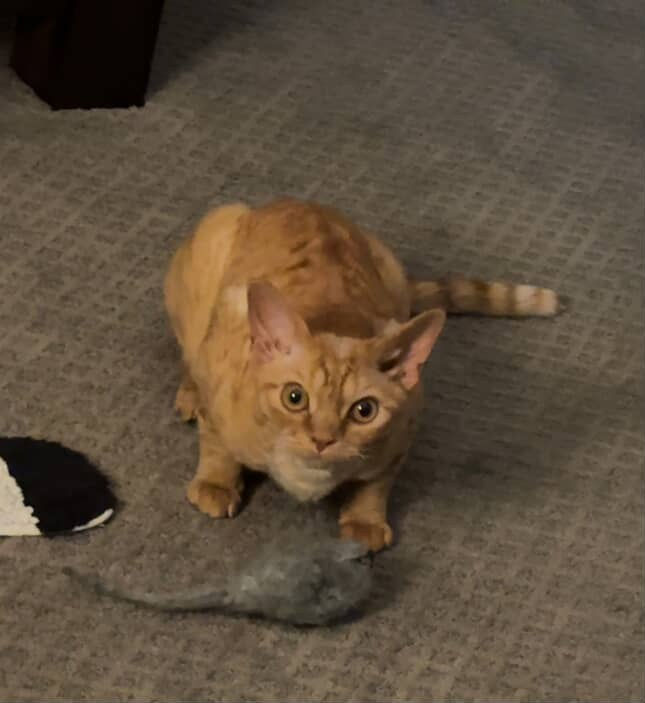 Dorito, boy, born on 06.06.24 SOLD. Devon Rex Pixie Cattery