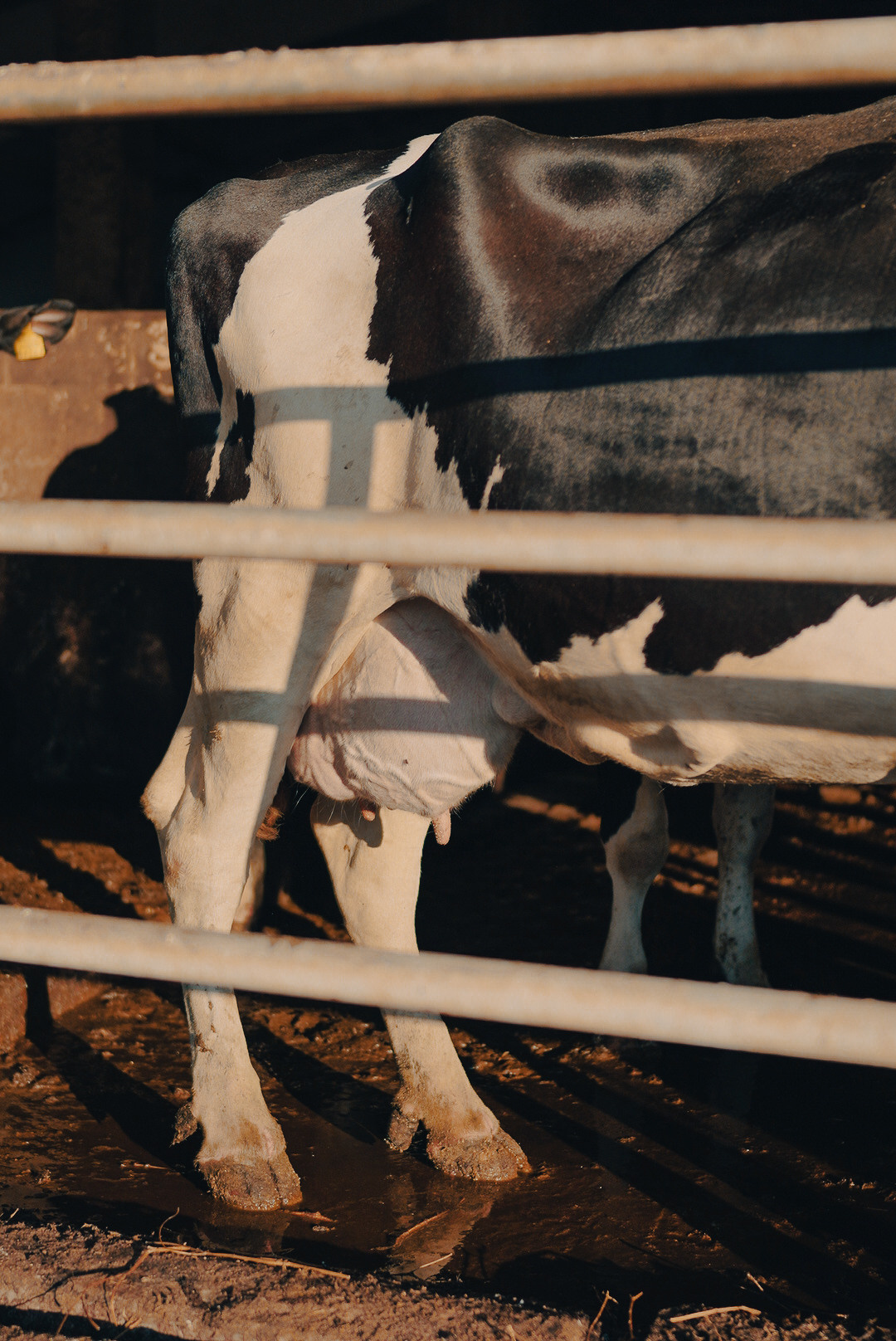 Животные. Uvarovsphoto