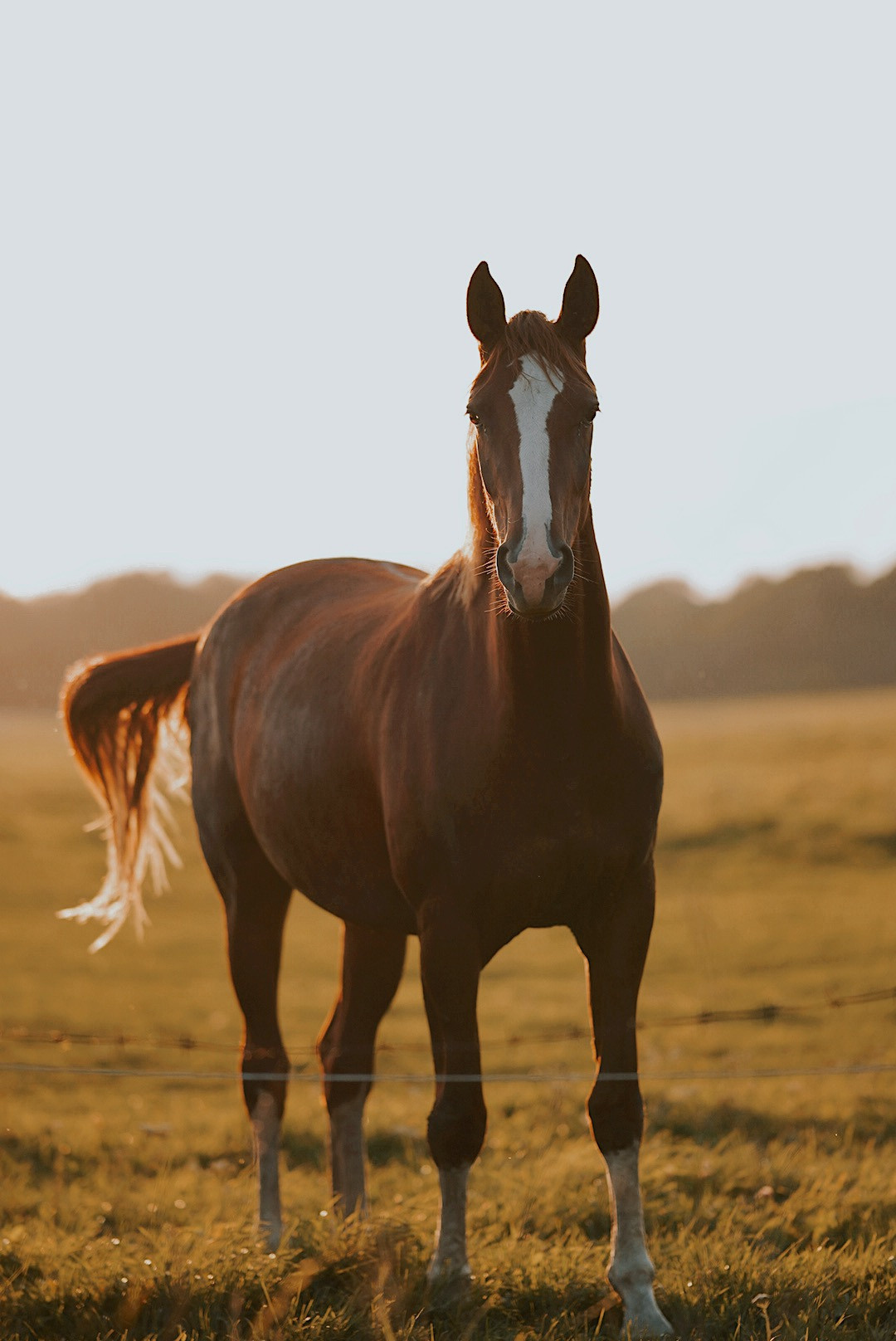 Животные. Uvarovsphoto