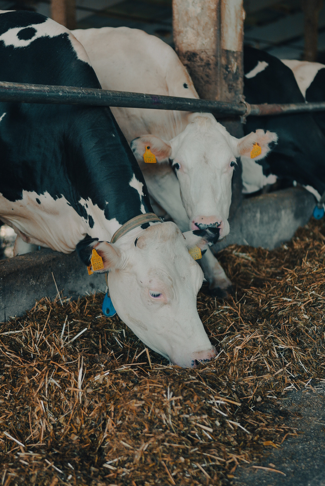 Животные. Uvarovsphoto