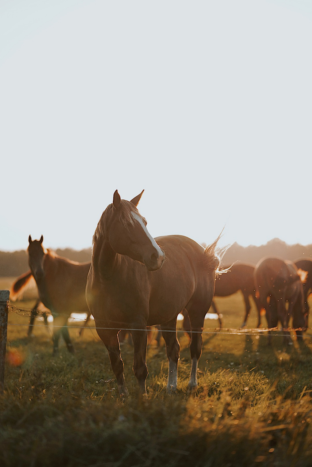 Животные. Uvarovsphoto