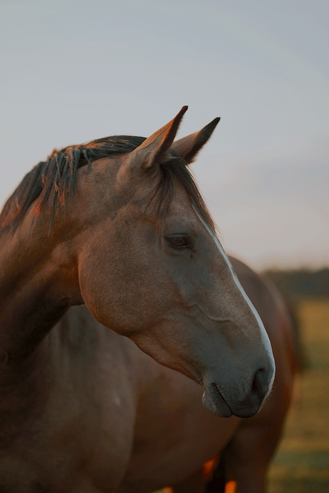 Животные. Uvarovsphoto