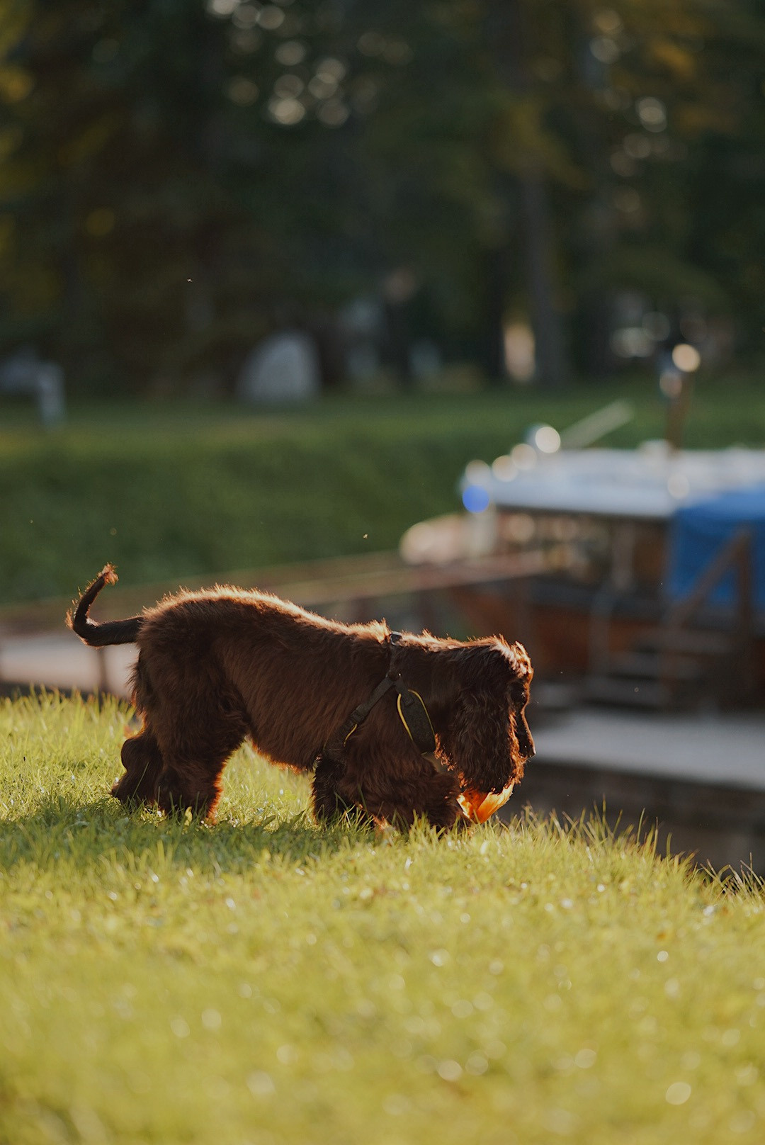 Животные. Uvarovsphoto