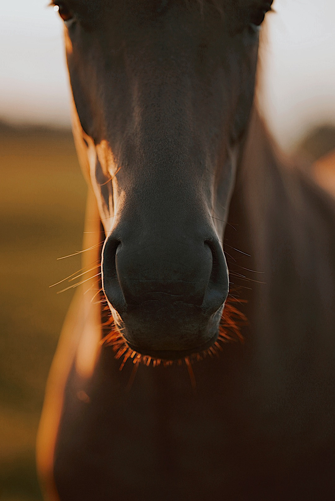 Животные. Uvarovsphoto