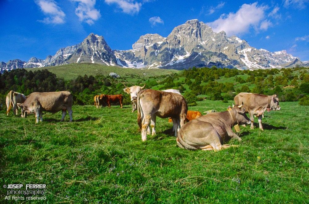 Cattle, Valle de Tena, Huesca