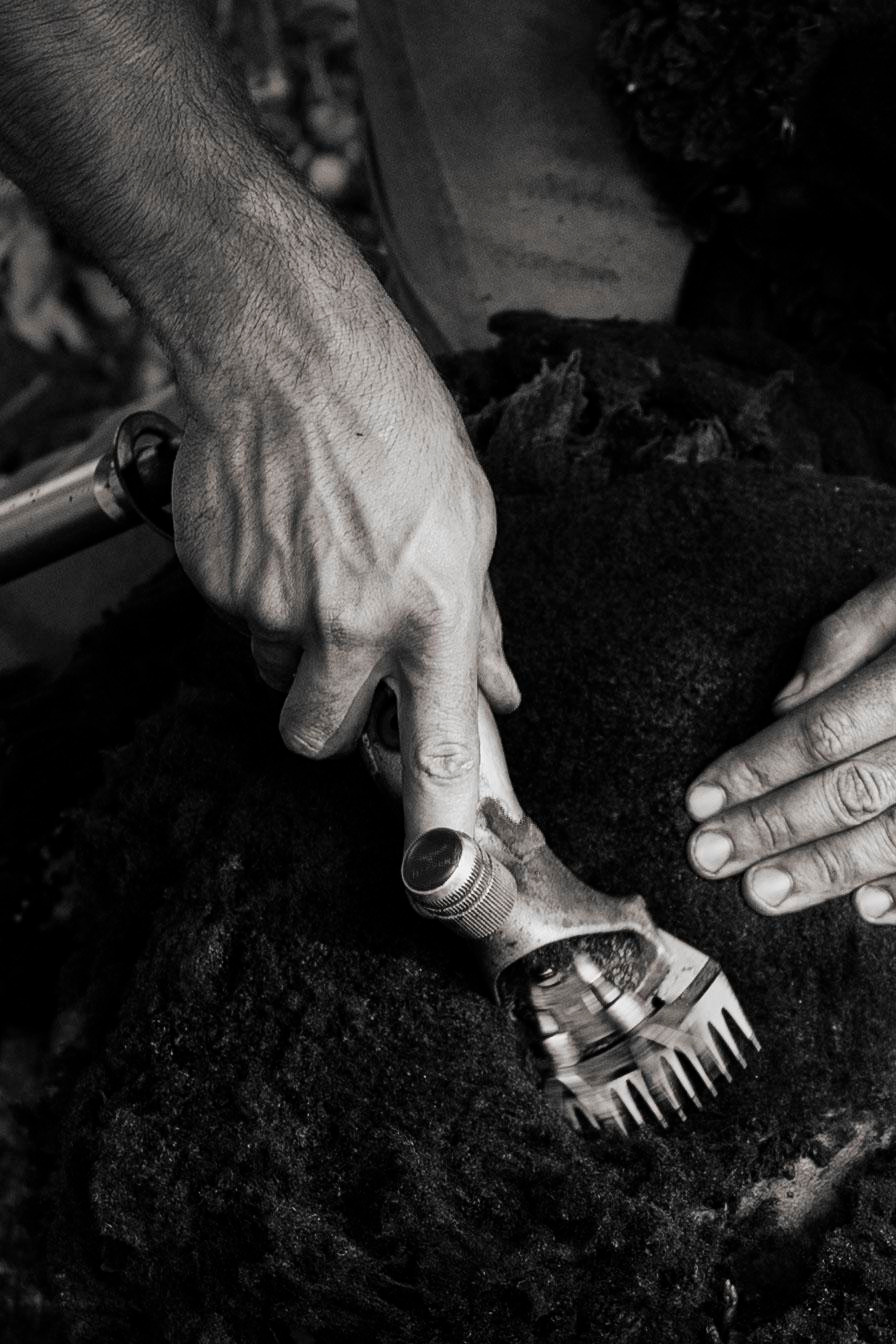 Sheep Shearing in Marvão. Maria Sher. Fotógrafa profissional do Porto, Portugal