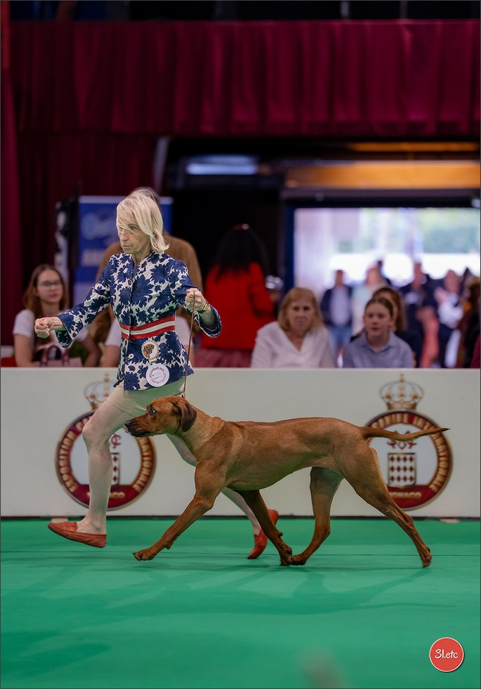 Expo canine 🇲🇨 Monaco 9-10/05/2026. Photographe à Strasbourg | Les animaux, Portraits, Studio, Événements